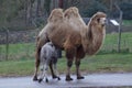 Bactrian Camel - Camelus bactrianus Royalty Free Stock Photo