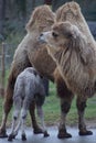 Bactrian Camel - Camelus bactrianus Royalty Free Stock Photo