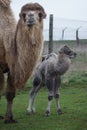 Bactrian Camel - Camelus bactrianus Royalty Free Stock Photo