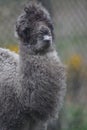 Bactrian Camel - Camelus bactrianus Royalty Free Stock Photo