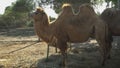 Bactrian camel chews hay. Camels in an African zoo under the open sky. Animals outside the will Royalty Free Stock Photo