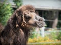 A Bactrian Camel Close Up In A Lancashire Zoo