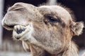 Bactrian camel closeup crazy portrait, animal face Royalty Free Stock Photo