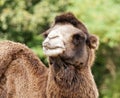 Bactrian camel Royalty Free Stock Photo