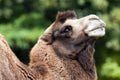 Bactrian camel Royalty Free Stock Photo