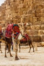 Bactrian camel with colorful saddle near Great Pyramids of Giza in Cairo, Egypt Royalty Free Stock Photo