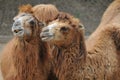 Bactrian Camel Couple