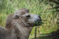 Bactrian camel eating, Camelus bactrianus is a large, even-toed ungulate native to the steppes of Central Asia Royalty Free Stock Photo