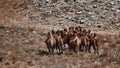 Bactrian Camel in the Gobi desert, Mongolia. A herd of Animals on the pasture