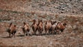 Bactrian Camel in the Gobi desert, Mongolia. A herd of Animals on the pasture