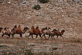 Bactrian Camel in the Gobi desert, Mongolia. A herd of Animals on the pasture