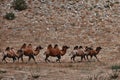 Bactrian Camel in the Gobi desert, Mongolia. A herd of Animals on the pasture