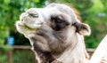 Bactrian camel grabbing breakfast. Calgary Zoo Calgary Alberta Canada Royalty Free Stock Photo
