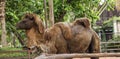 Bactrian camel has two humps for storing fat converted to water and energy when sustenance not available. These give camels abilit Royalty Free Stock Photo