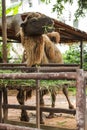 Bactrian camel has two humps for storing fat converted to water and energy when sustenance not available. These give camels abilit Royalty Free Stock Photo