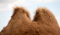 Bactrian camel humps Royalty Free Stock Photo