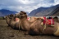 Bactrian camel