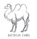 Bactrian camel, Illustration sketch of Camelus bactrianus, for children coloring