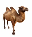 Bactrian camel. Isolated on white Royalty Free Stock Photo