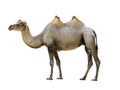 Bactrian camel isolated