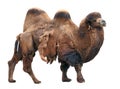 Walking bactrian camel isolated on white background