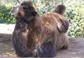 Bactrian camel