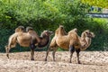 The Bactrian camel is a large, even-toed ungulate native to the steppes of Central Asia Royalty Free Stock Photo