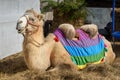 Bactrian camel lies on hay