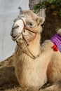 Bactrian camel lies on hay