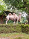 A Bactrian camel looks at visitor\'s camera at a zoo themed on wildlife and conservation.