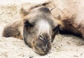 Bactrian camel lying and relaxing in the sand by summer Royalty Free Stock Photo