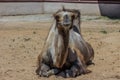 The Bactrian camel lying on the sand. Cute hoofed animals.