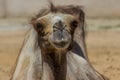 The Bactrian camel lying on the sand. Cute hoofed animals.