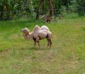 The bactrian camel or mongolian camel