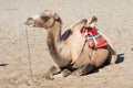 Bactrian camel