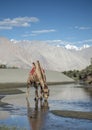 Bactrian Camel, Nubra Valley, Ladakh, India.