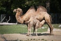 Bactrian Camel with Nursing Baby Royalty Free Stock Photo