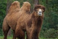 Bactrian Camel portrait Royalty Free Stock Photo