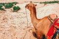 Bactrian camel resting on sand dune, Mongolia