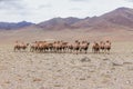 The Bactrian camel run away from the photographer. Camelus bactrianus, is a large, even-toed ungulate native to the steppes of Royalty Free Stock Photo