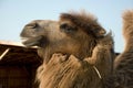 Bactrian camel's head Royalty Free Stock Photo