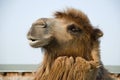 Bactrian camel's head Royalty Free Stock Photo