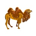 Bactrian camel shedding