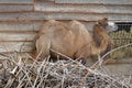 Bactrian camel in side view, living in captivity standing at the feeder with hay.