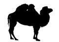 Bactrian camel silhouette