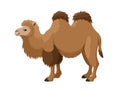 Bactrian camel stands on a white background. Vector cartoon illustration of two-humped camel. Royalty Free Stock Photo