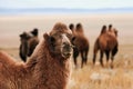 Bactrian camel in the steppes of Mongolia. the transport of the nomad. A herd of Animals on the pasture Royalty Free Stock Photo