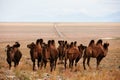 Bactrian camel in the steppes of Mongolia. the transport of the nomad. A herd of Animals on the pasture Royalty Free Stock Photo