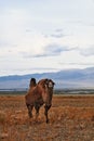 Bactrian camel in the steppes of Mongolia. the transport of the nomad. A herd of Animals on the pasture