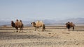 Bactrian camel in the steppes of Mongolia Royalty Free Stock Photo